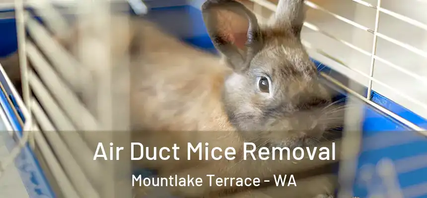  Air Duct Mice Removal Mountlake Terrace - WA