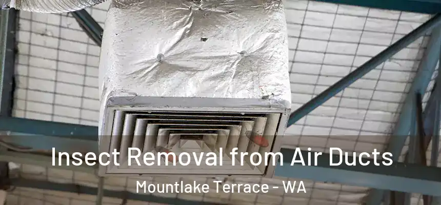 Insect Removal from Air Ducts Mountlake Terrace - WA